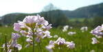 Sommerfrische im Altm&uuml;hltal